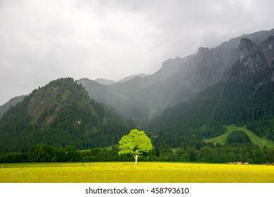 The tree in the sunlight. Behind the rain and fog in the Alps.