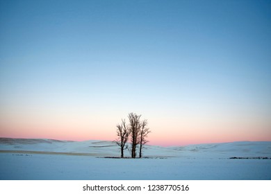  tree at sunset