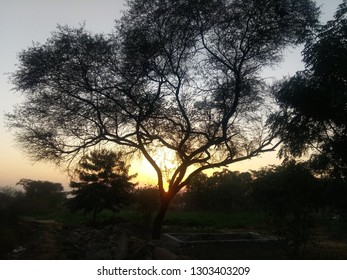 Tree and Sunset