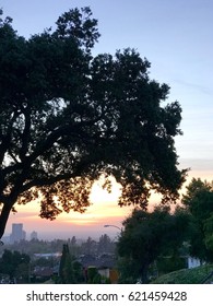 tree at sunset