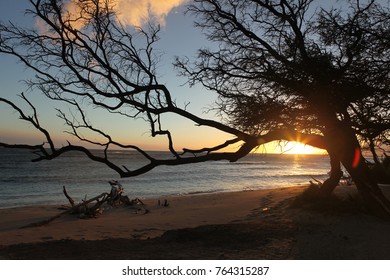 tree with sunset