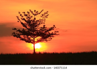 The tree is a sunset backdrop.