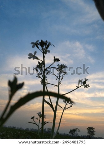 Similar – Image, Stock Photo in the evening…