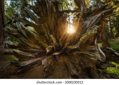 a tree at sunset in the forest