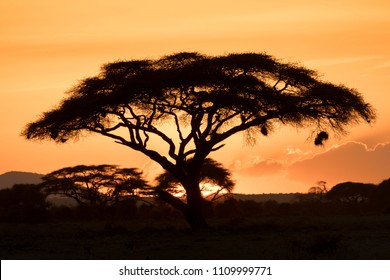 サバンナ 夕日 の画像 写真素材 ベクター画像 Shutterstock