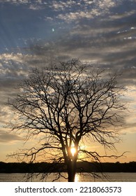 Tree Sunset At Killin Park, Holland, Mi