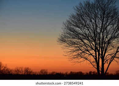 tree in sunset (right side frame)