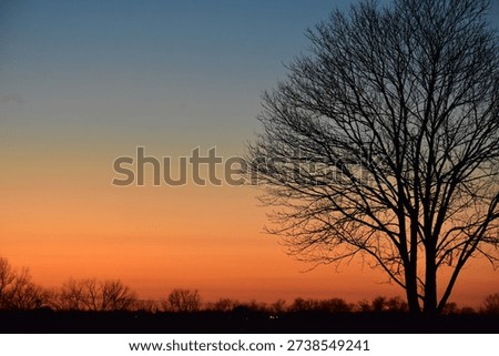 tree in sunset (right side frame)