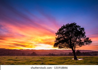 Sunset Tree Silhouette Hd Stock Images Shutterstock