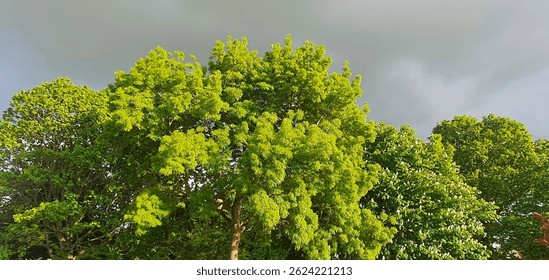 Tree in sunshine and cloud