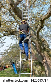 Tree Surgeon Or Arborist With A Chainsaw And Safety Ropes Uses A Ladder To Start Climbing Up A Tree.