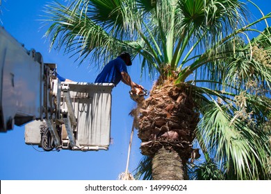 A tree surgeon cuts and trims a tree 