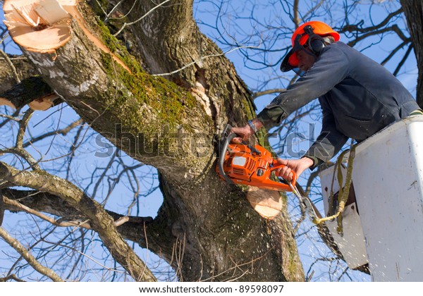 A tree surgeon cuts
and trims a tree