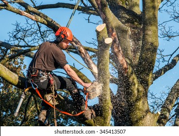 Tree surgeon hanging from ropes in the crown of a tree using a chainsaw to cut branches down.  The adult male is wearing full safety equipment.  Motion blur of chippings and sawdust. - Powered by Shutterstock