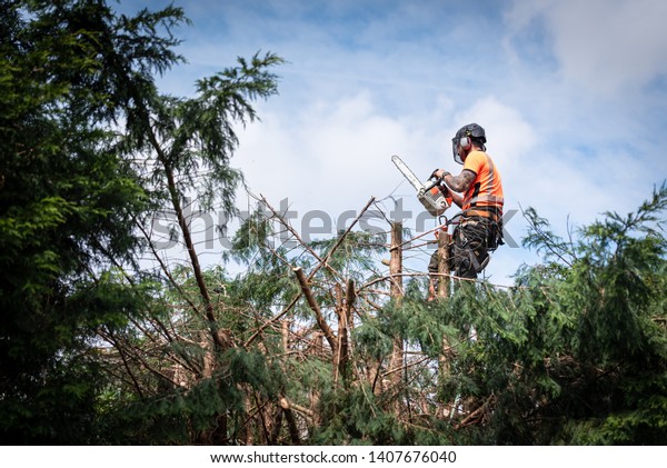Tree surgeon hanging from ropes in the crown\
of a tree using a chainsaw to cut branches down. The adult male is\
wearing full safety\
equipment.