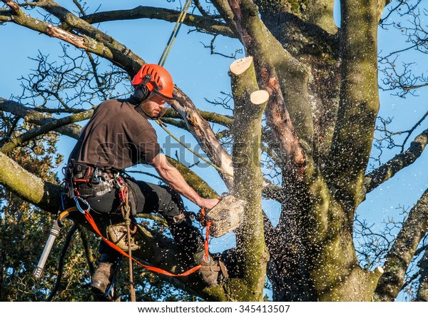 Tree\
surgeon hanging from ropes in the crown of a tree using a chainsaw\
to cut branches down.  The adult male is wearing full safety\
equipment.  Motion blur of chippings and\
sawdust.