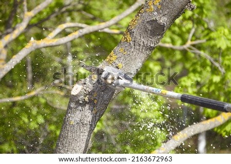 A tree surgeon hangs ropes in the crown of a tree using a chainsaw to cut branches. An adult male wears full protective gear. Blurring the movement of wood chips and sawdust.