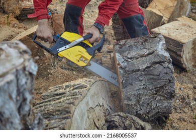 A tree surgeon removes an emergency tree. Rope access - Powered by Shutterstock