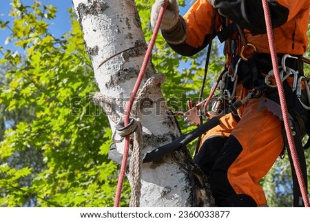 A tree surgeon removes an emergency tree. Rope access