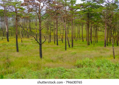 Tree Survival After Wildfire, Ecological Succession