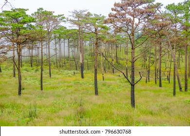 Tree Survival After Wildfire, Ecological Succession