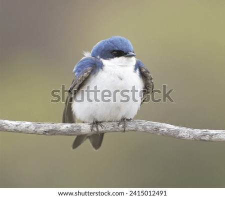 Tree Swallow fledgling perched on a branch