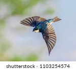 Tree Swallow in flight