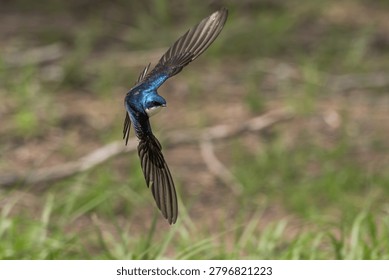 Tree swallow in flight at an angle low over the ground.