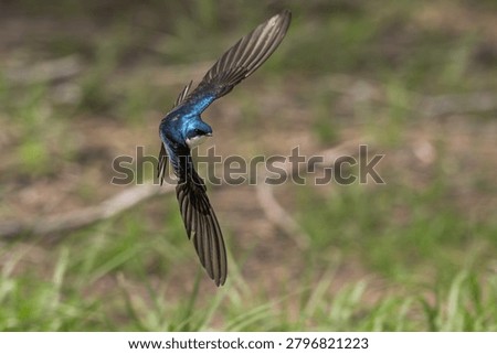 Tree swallow in flight at an angle low over the ground.