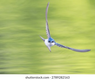 A tree swallow in flight catching bugs over the surface of a pond with colorful reflections in the water. 