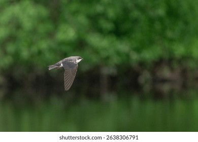 A tree swallow in flight isolated from the deep green background. 