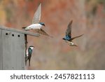 Tree Swallow flying near birdhouse