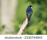 Tree Swallow Juvenile Perched on a Dead Tree Branch Looking Side