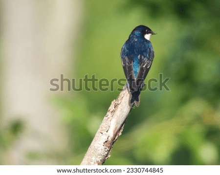 Tree Swallow Juvenile Perched on a Dead Tree Branch Looking Side