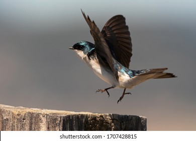 Tree Swallow Male Lifting off From Wooden Fence Rail in the Sierra Valley