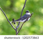 Tree Swallow At McFarland Park, Ames, Iowa, USA