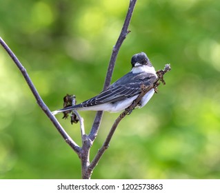 Tree Swallow At McFarland Park, Ames, Iowa, USA