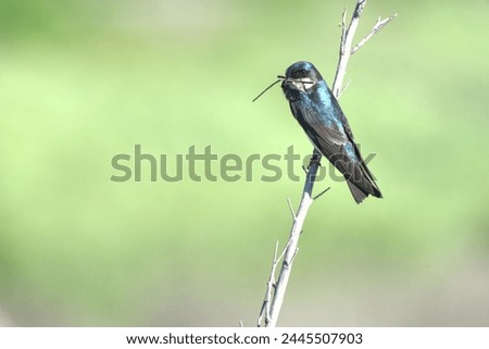 Tree Swallow with nesting material