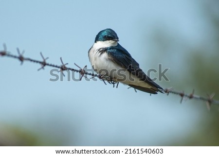 tree swallow on a fence wire
