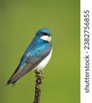 Tree Swallow on a perch.