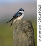 A tree swallow on a stump