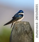 A tree swallow on a stump