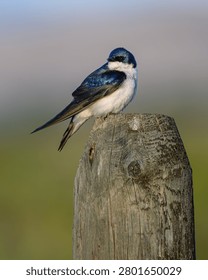 A tree swallow on a stump