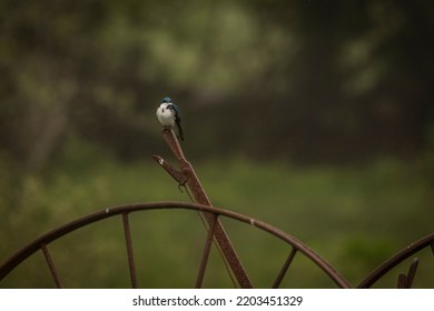 Tree Swallow Perched On Antique Farm Equipment