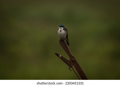 Tree Swallow Perched On Antique Farm Equipment