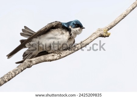 tree swallow perched on a tree branch, British Columbia, Canada