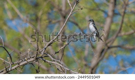 Tree swallow perched on a tree branch in spring.