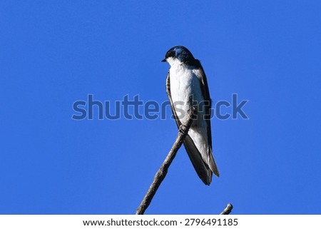 a tree swallow perched on the end of a branch