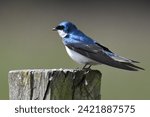 Tree Swallow perched on a stump