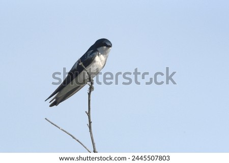 Tree Swallow perched on a twig